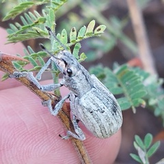 Entiminae