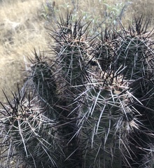 Echinocereus engelmannii fasciculatus