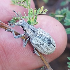 Entiminae