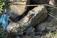 Phoenicolacerta troodica