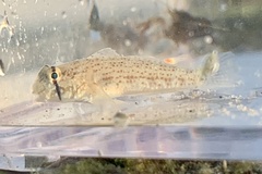 Gnatholepis anjerensis