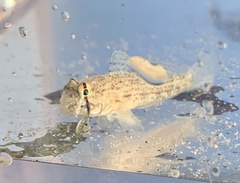 Gnatholepis anjerensis