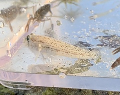 Gnatholepis anjerensis