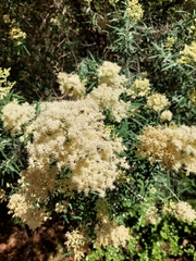 Buddleja saligna