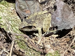 Pristimantis reichlei