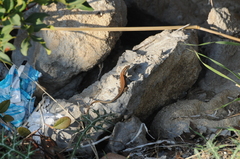 Phoenicolacerta troodica