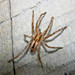 Prowling Spiders - Photo (c) Mike Lusk, some rights reserved (CC BY-NC), uploaded by Mike Lusk