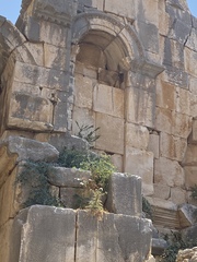 Echinops spinosissimus