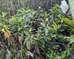 Costus guanaiensis macrostrobilus