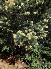 Buddleja saligna