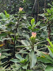 Costus guanaiensis macrostrobilus