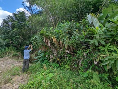 Costus guanaiensis macrostrobilus