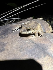 Pristimantis fenestratus