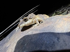 Pristimantis fenestratus