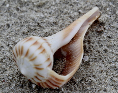 Sinistrofulgur sinistrum