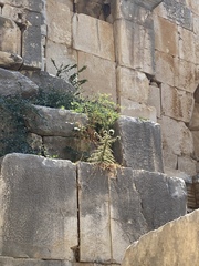 Echinops spinosissimus