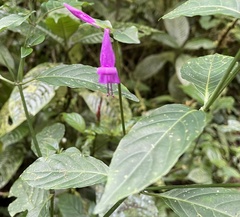 Acanthoideae
