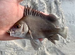 Plectorhinchus gibbosus