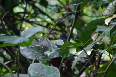 Elminia nigromitrata