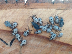 Spartocera brevicornis