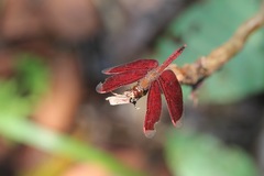 Neurothemis fluctuans