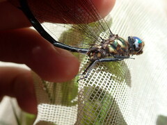 Somatochlora forcipata