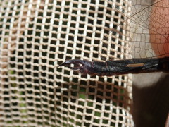 Somatochlora forcipata