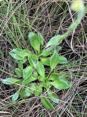 Craterostigma wilmsii