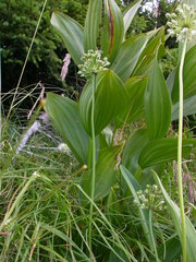 Allium victorialis