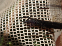 Somatochlora forcipata