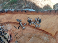 Spartocera brevicornis
