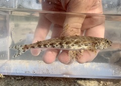 Synodontidae