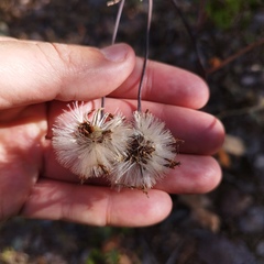 Roldana sessilifolia