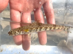 Synodontidae