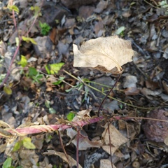 Roldana sessilifolia