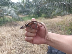 Sceloporus teapensis