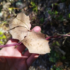 Roldana sessilifolia