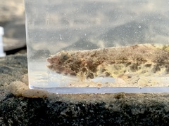 Synodontidae