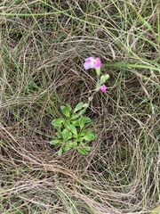 Craterostigma wilmsii