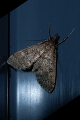 Proternia philocapna