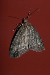 Pseudocoremia