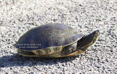 Trachemys venusta iversoni