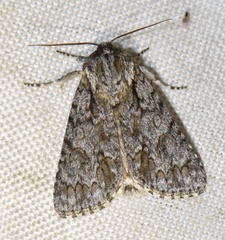 Acronicta auricoma