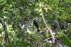 Dicrurus atripennis