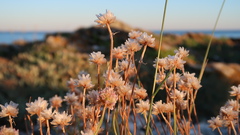 Armeria arenaria