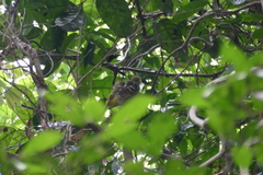 Nicator chloris