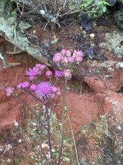 Campuloclinium macrocephalum