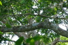 Megabyas flammulatus