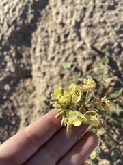 Chylismia claviformis