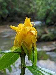 Costus comosus